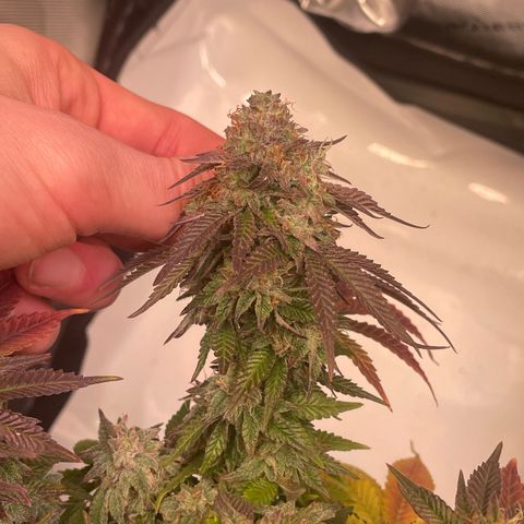 wedding cake growlog timeline photo