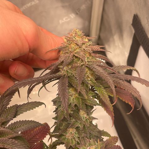 pink kush growlog timeline photo