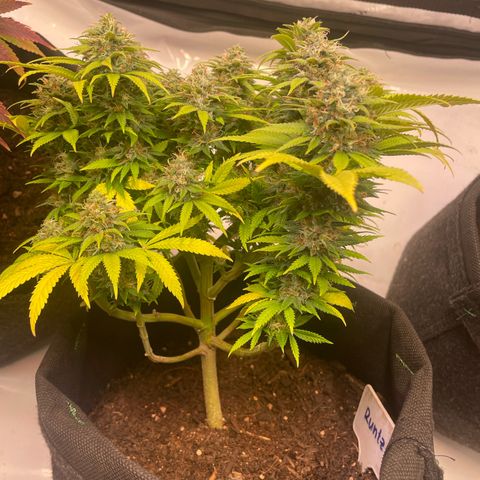 runtz growlog timeline photo