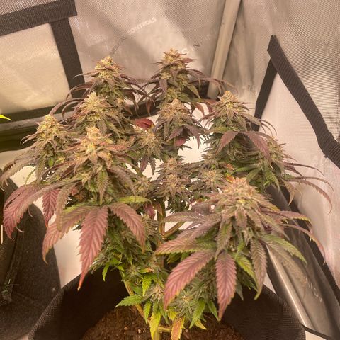 pink kush growlog timeline photo