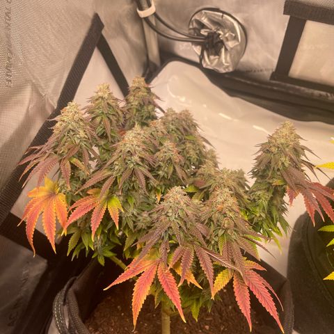 wedding cake growlog timeline photo