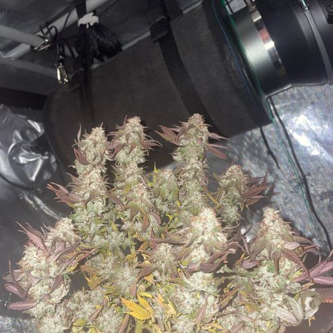 wedding cake growlog timeline photo