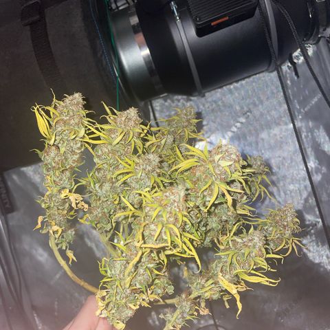 runtz growlog timeline photo