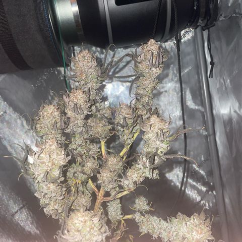 pink kush growlog timeline photo