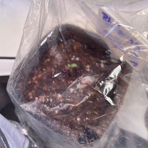 blueberry muffin  growlog photo: 1/2 schauen aus der Erde raus