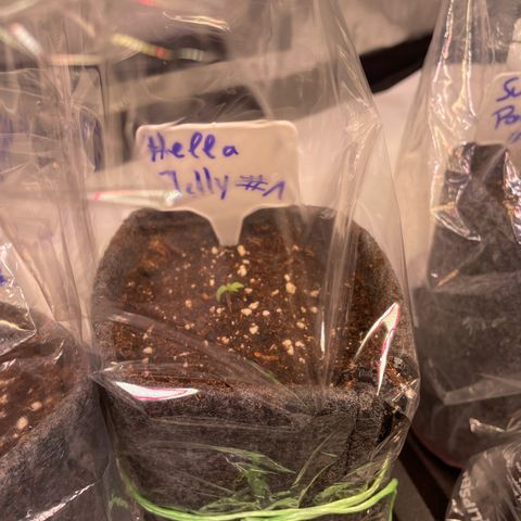hella jelly x3 growlog photo: 2/2 schauen aus der Erde raus