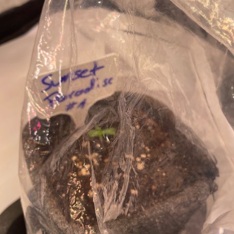sunset paradise x2 growlog photo: 2/2 schauen aus der Erde raus