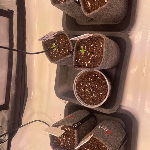 sunset paradise x2 growlog timeline photo