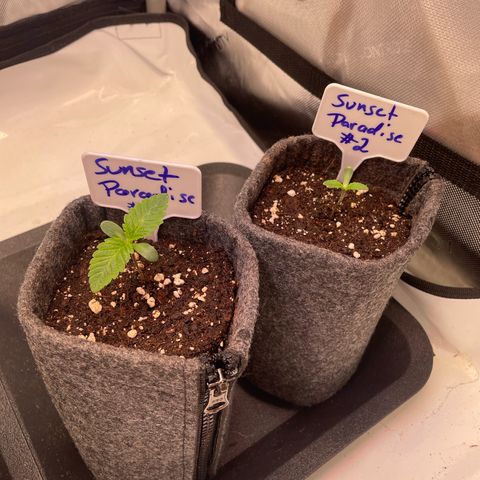 sunset paradise x2 growlog timeline photo