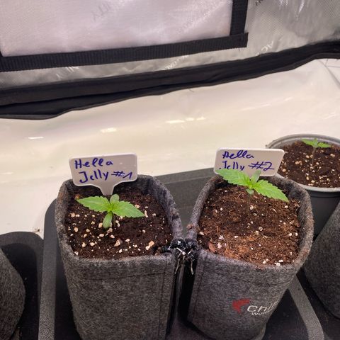 hella jelly x3 growlog timeline photo