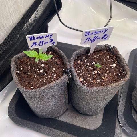 blueberry muffin  growlog timeline photo