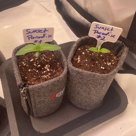 sunset paradise x2 growlog timeline photo