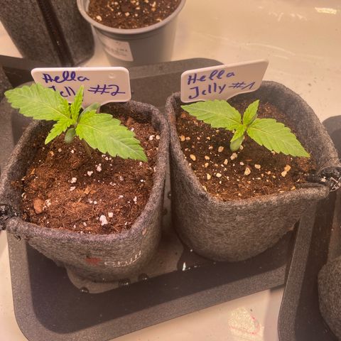 hella jelly x3 growlog timeline photo