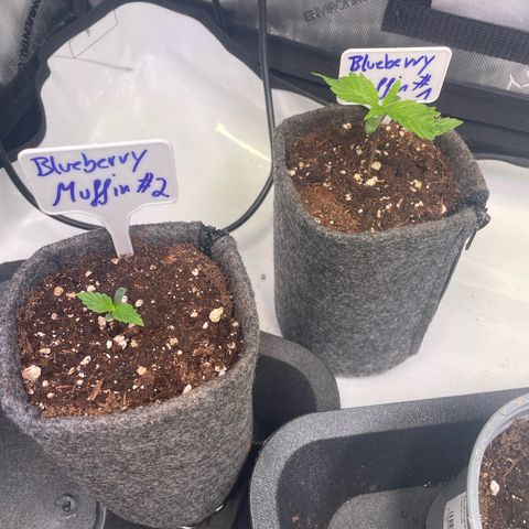 blueberry muffin  growlog timeline photo