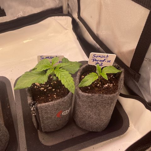 sunset paradise x2 growlog timeline photo