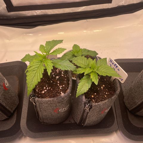 hella jelly x3 growlog timeline photo