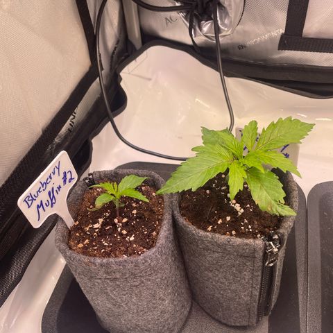 blueberry muffin  growlog timeline photo