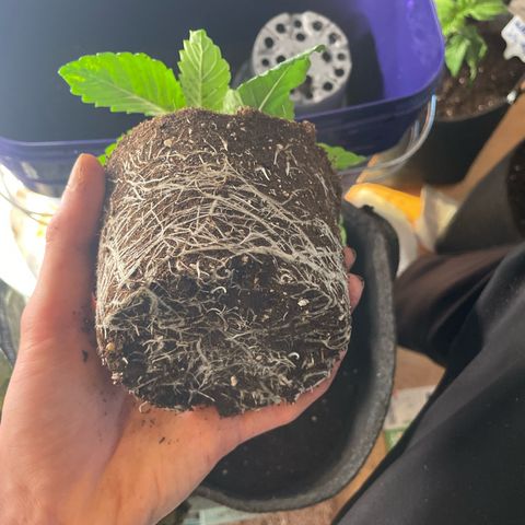 sunset paradise x2 growlog timeline photo