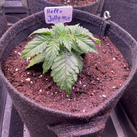 hella jelly x3 growlog photo: #1