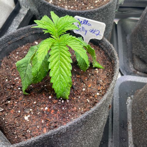 hella jelly x3 growlog photo: #2