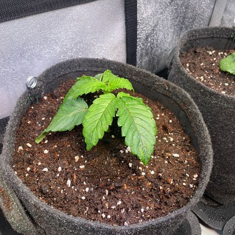 hella jelly x3 growlog photo: #3