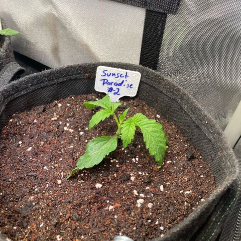 sunset paradise x2 growlog timeline photo