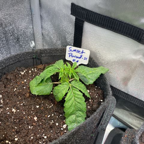 sunset paradise x2 growlog timeline photo