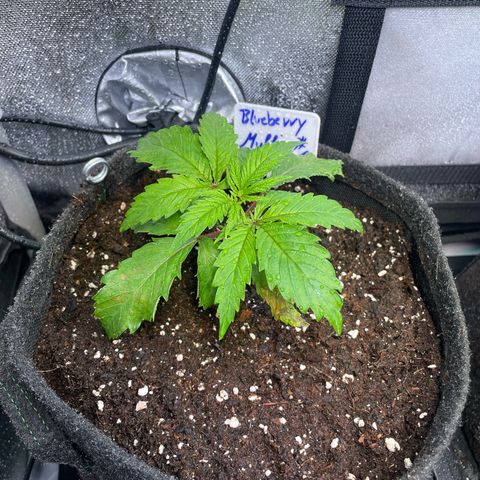 blueberry muffin  growlog timeline photo