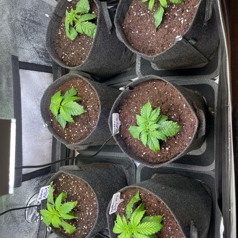 sunset paradise x2 growlog timeline photo