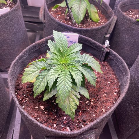 hella jelly x3 growlog photo: #1
