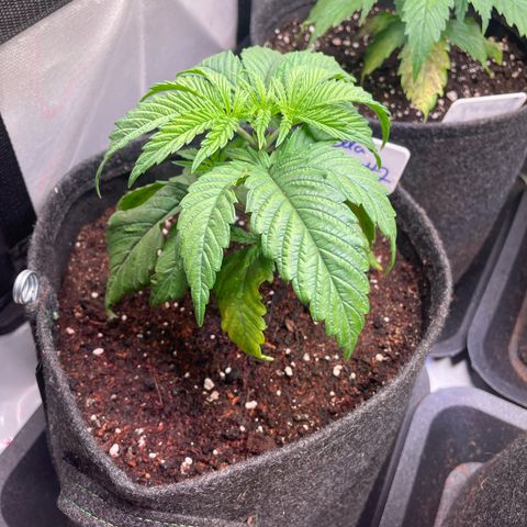 hella jelly x3 growlog photo: #2