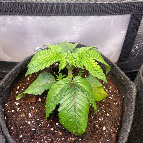 hella jelly x3 growlog photo: #3