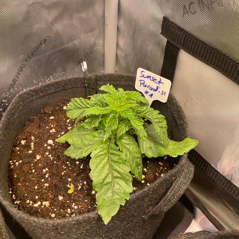 sunset paradise x2 growlog photo: #1
