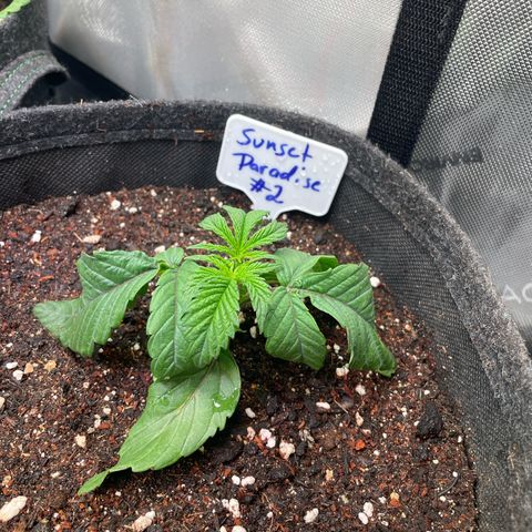 sunset paradise x2 growlog photo: #2
