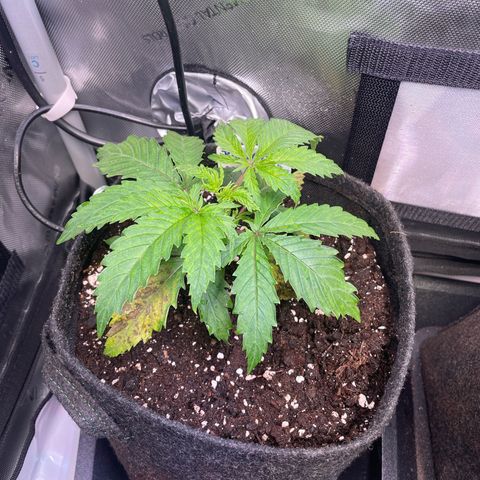 blueberry muffin  growlog timeline photo