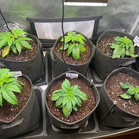 sunset paradise x2 growlog timeline photo