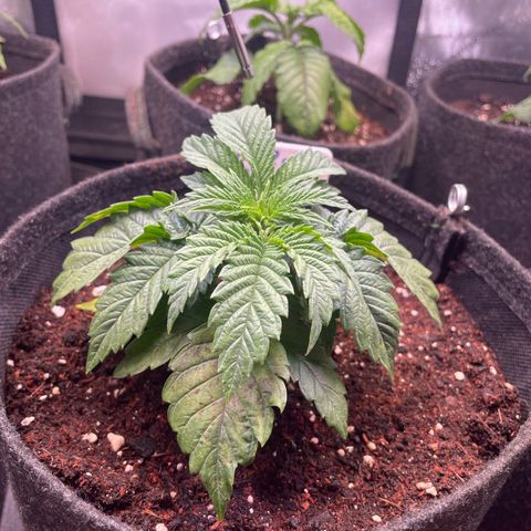 hella jelly x3 growlog timeline photo