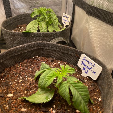 sunset paradise x2 growlog timeline photo
