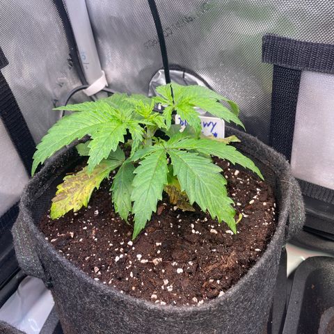 blueberry muffin  growlog timeline photo