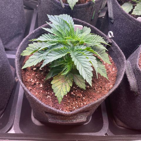 hella jelly x3 growlog photo: #1