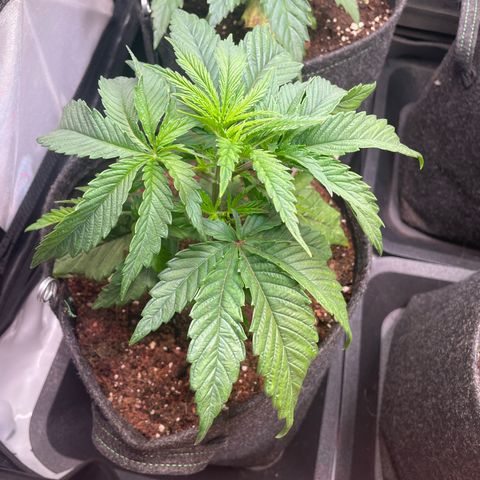 hella jelly x3 growlog photo: #2
