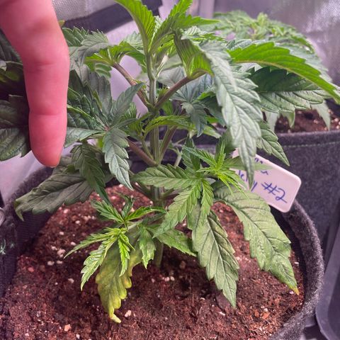 hella jelly x3 growlog photo: #2