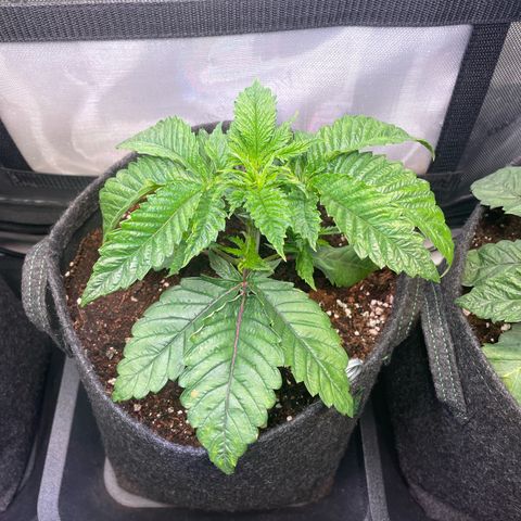 hella jelly x3 growlog photo: #3