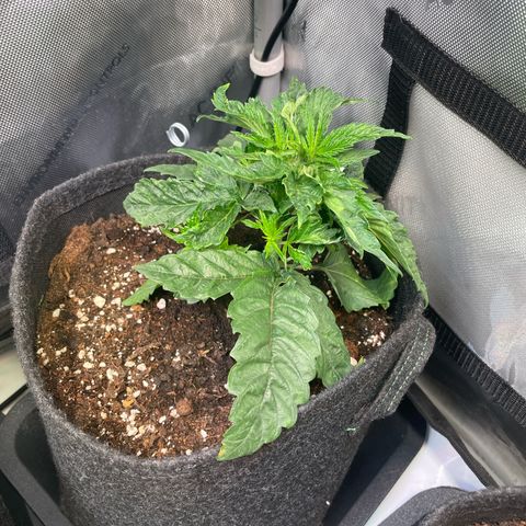 sunset paradise x2 growlog photo: #1
