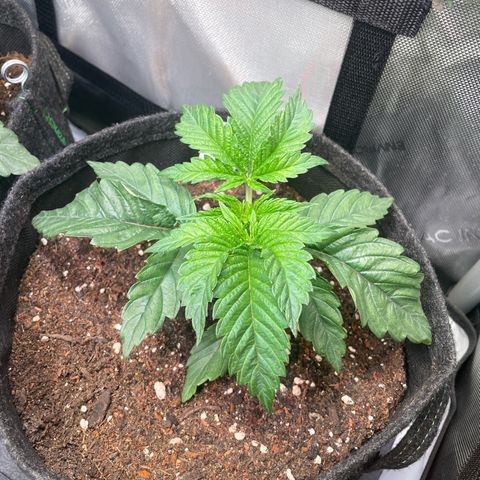 sunset paradise x2 growlog photo: #2