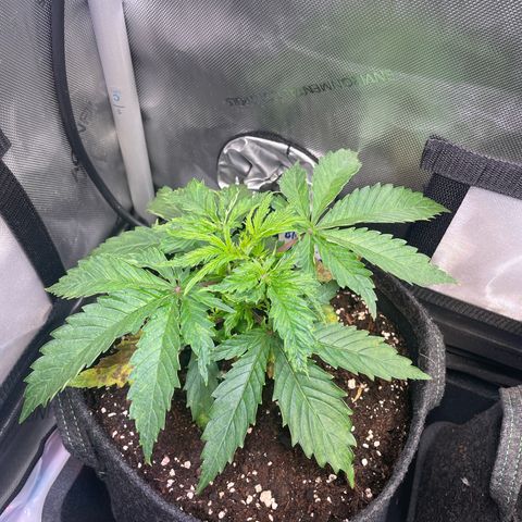 blueberry muffin  growlog timeline photo
