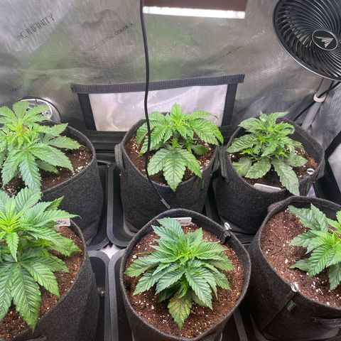 sunset paradise x2 growlog timeline photo