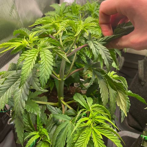 hella jelly x3 growlog photo: #2
