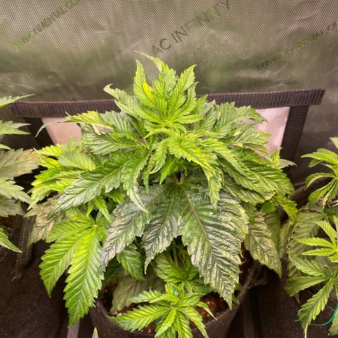 hella jelly x3 growlog photo: #3