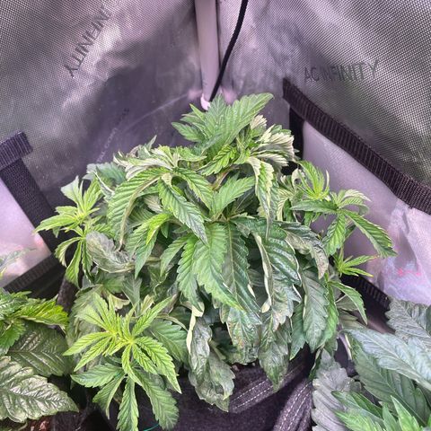 sunset paradise x2 growlog photo: #1